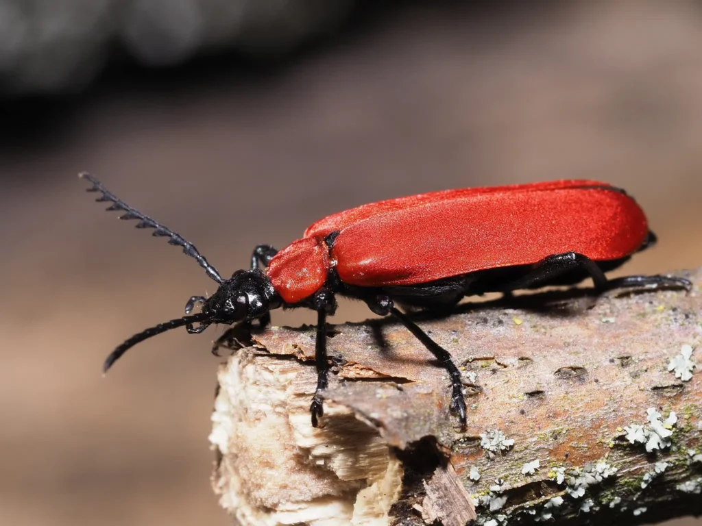 Hannover/Hann. Münden: NLWKN und NW-FVA intensivieren Zusammenarbeit für besseres Biodiversitäts-Monitoring in Niedersachsens Wäldern