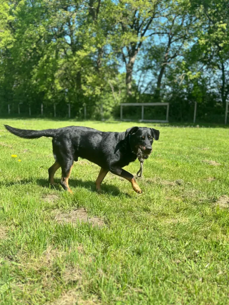 Lingen – Rottweiler-Mix BRANDO sucht ein liebevolles Zuhause