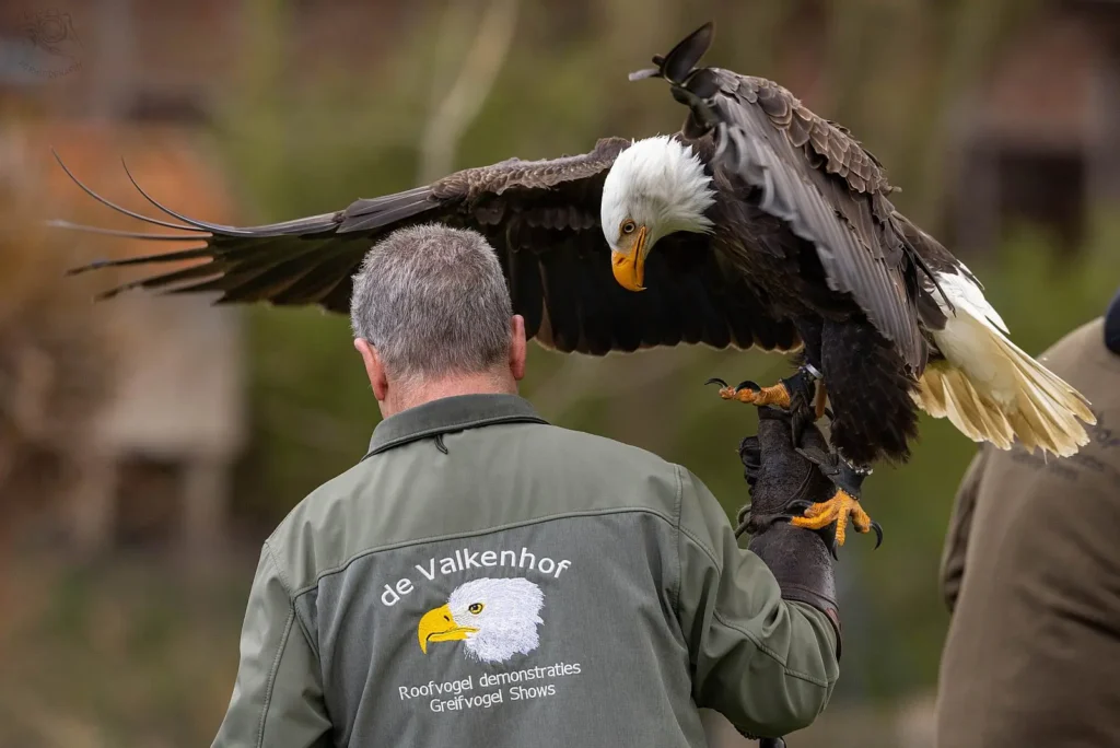 Nordhorn: Greifvogelvorführung im Blankepark für Kinder und Jugendliche