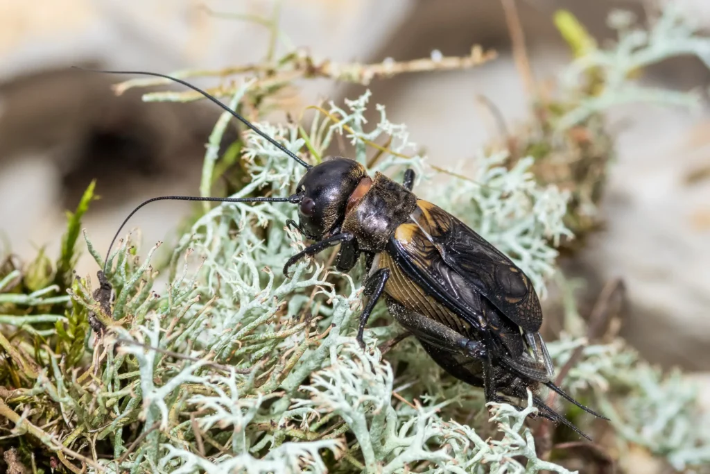 Mit dem Naturschutzranger durch die Tillenberge – Familienführung mit tierischer Unterstützung