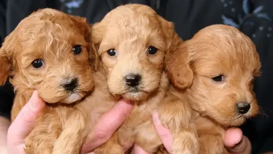EU verschärft Tierschutz: Chip-Pflicht gegen illegalen Welpenhandel beschlossen