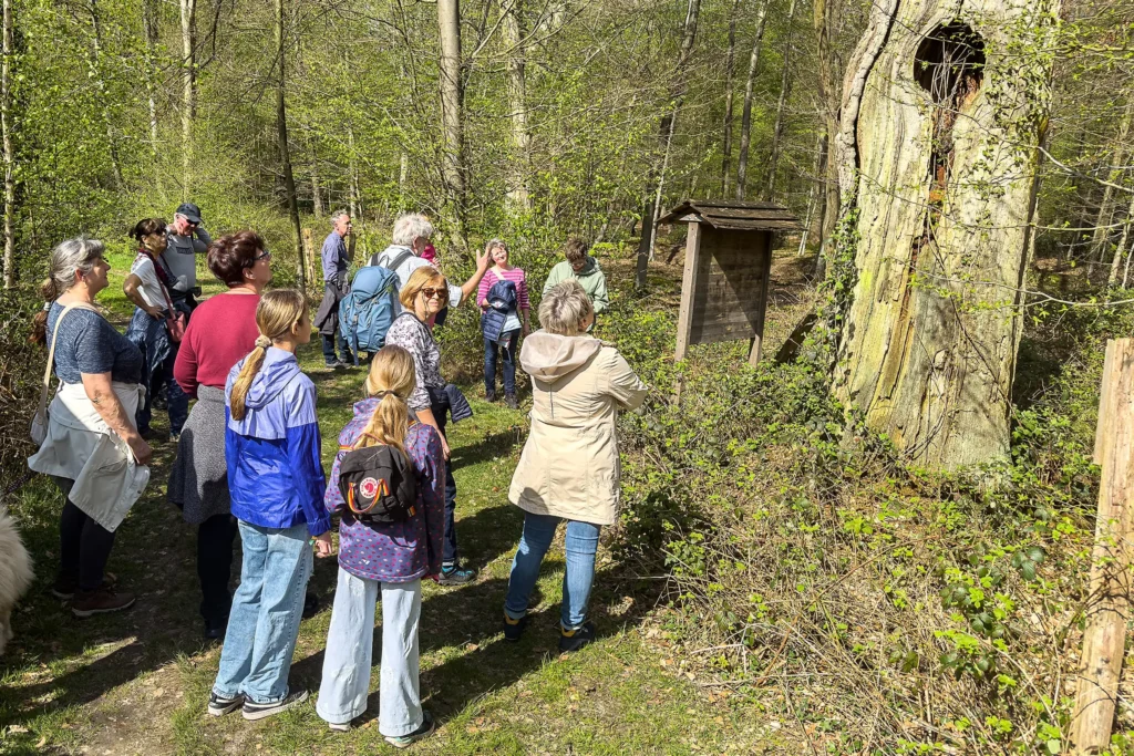 Bad Bentheim: Hutewald erleben – Kostenlose Führung mit Naturschutzrangern am 15. Juni
