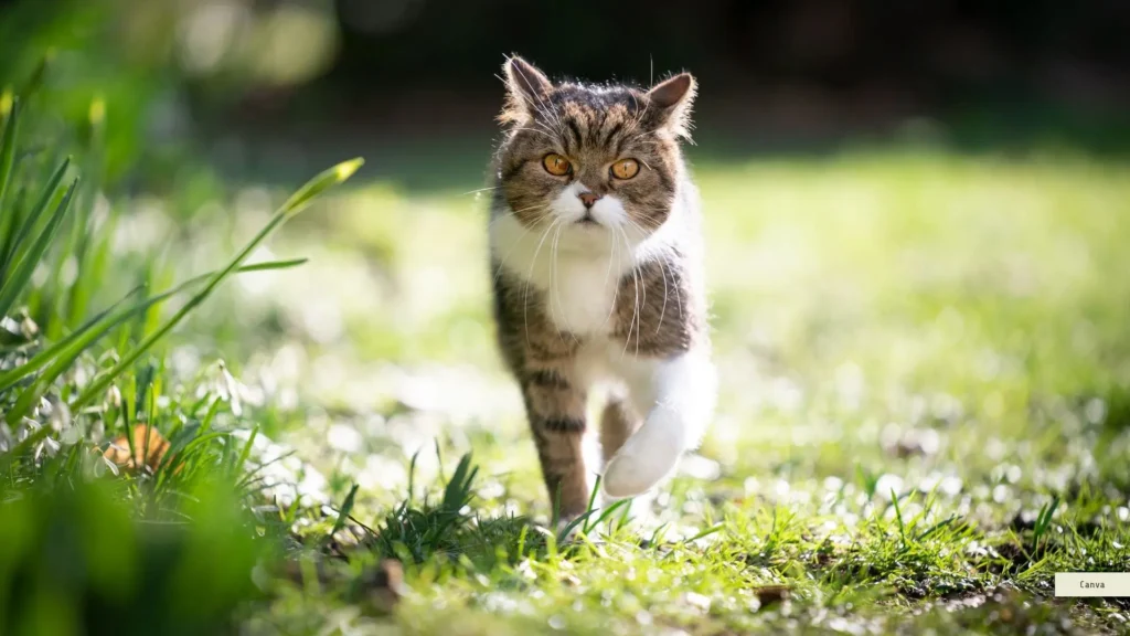 Katzen als Freigänger: Was, wenn sie Schäden verursachen?