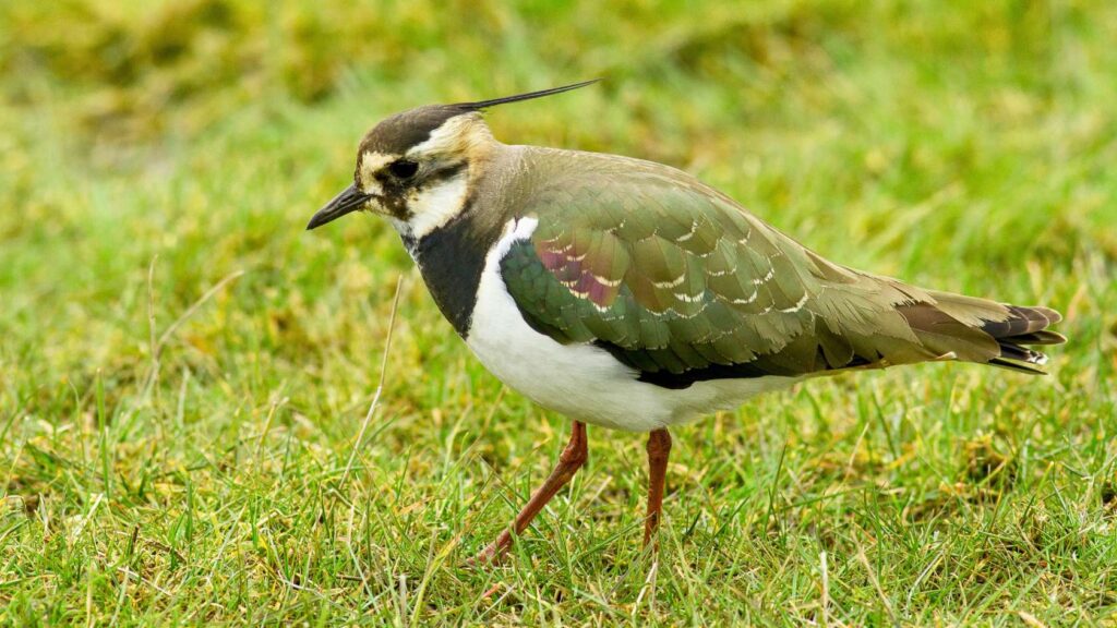 Grafschaft Bentheim – Zwei neue Kiebitzinseln für den Wiesenvogelschutz