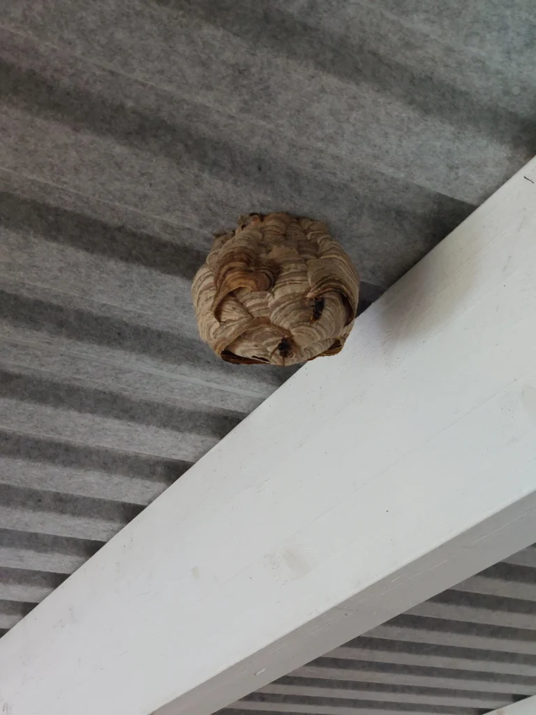 Invasion aus dem Osten: Asiatische Hornisse breitet sich in der Grafschaft aus