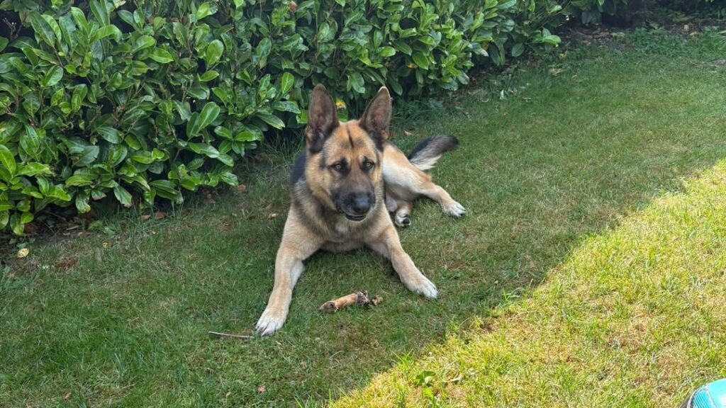 Schäferhund am Saller See gefunden – Besitzer gesucht