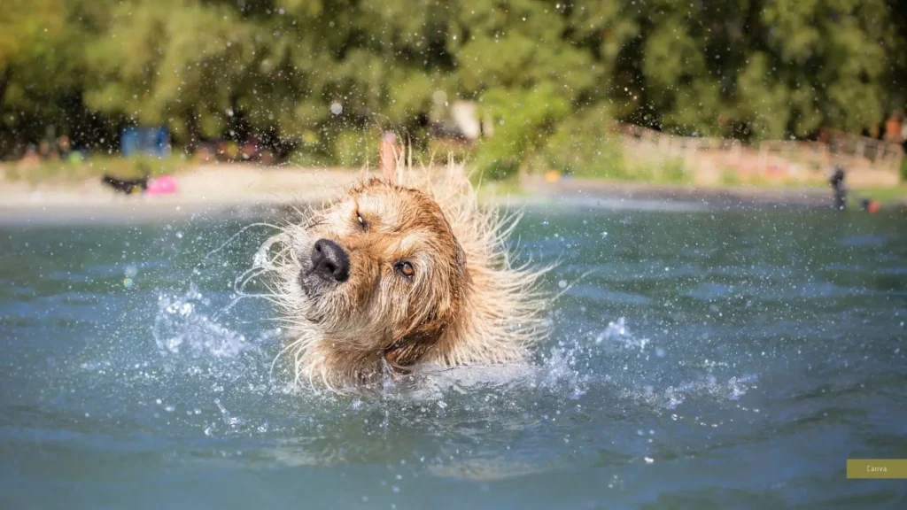 Tierhaftung im Urlaub: Wenn der Hund am Strand Ärger macht