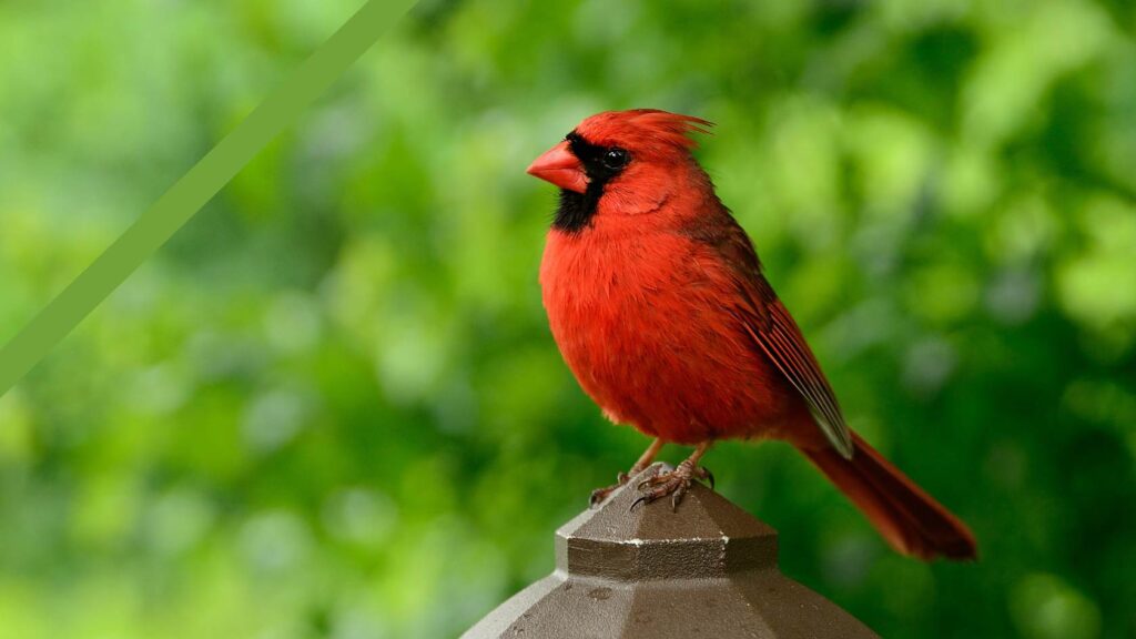 Emslandbörse am 28. September: Deutschlands größte Vogel- und Kleintierbörse in Lingen
