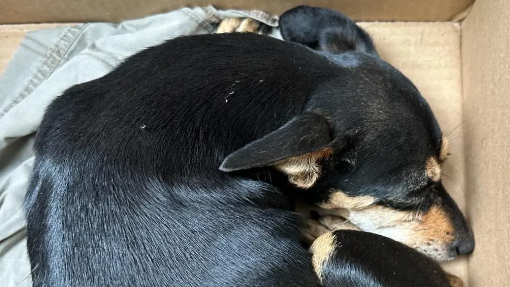 Freren – Wer kennt Emmy? Fundhund sucht Besitzer
