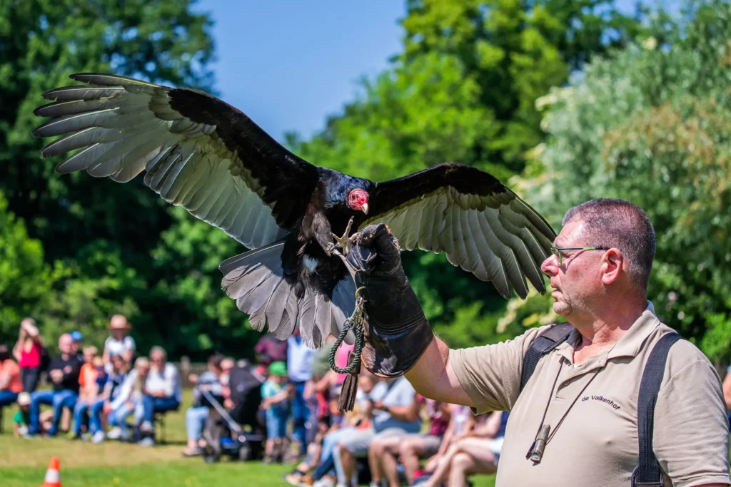 Flugshow mit Federn und Faszination – Falknertag im Tierpark Nordhorn