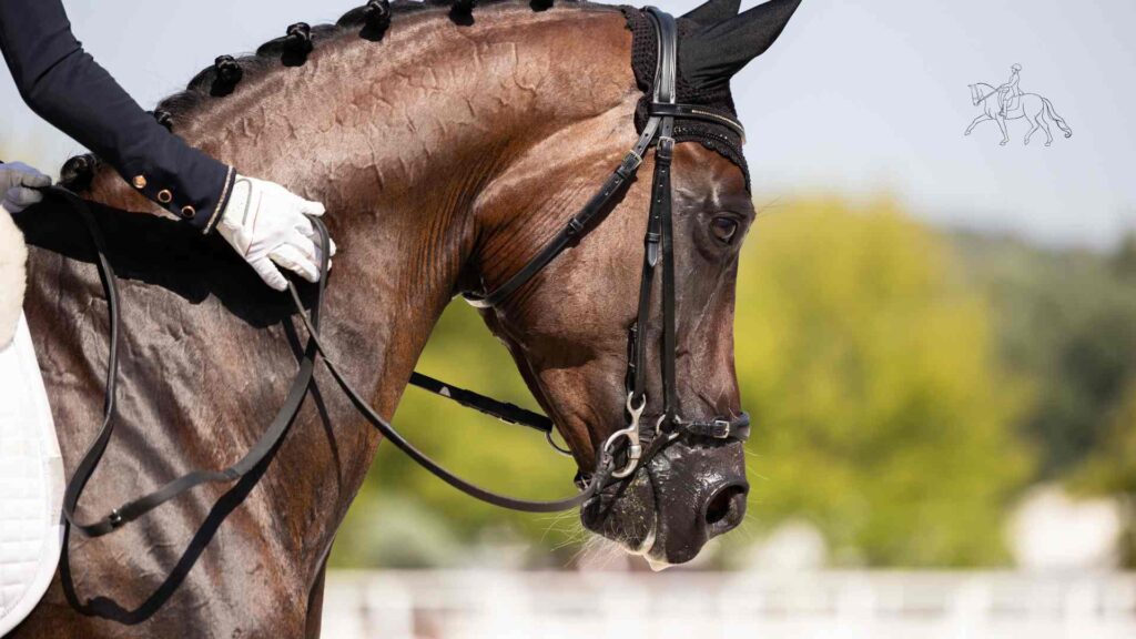 Kronberg: Deutscher Dressurnachwuchs reitet an Europas Spitze