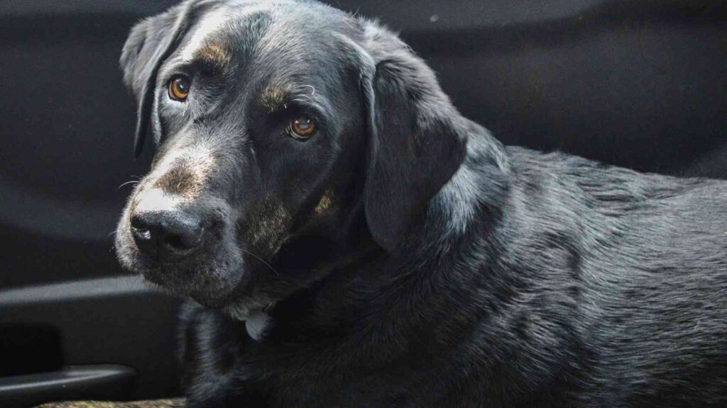 Labrador Retriever: Familienfreundlich, aktiv – aber nicht ohne Anspruch