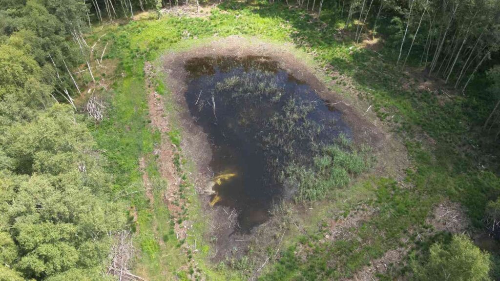 Pflegemaßnahmen an Kleingewässer sichern Lebensraum für Teichmolch, Grasfrosch und Co.