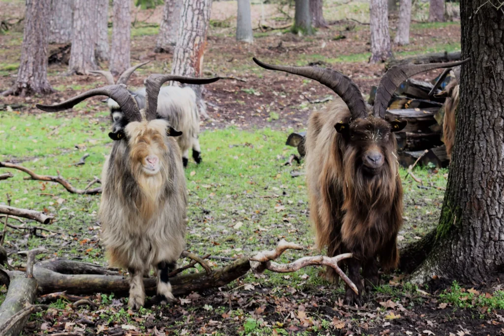 Natur erleben mit den Rangern, Gratisführung im Bentheimer Wald am ersten Feriensonntag