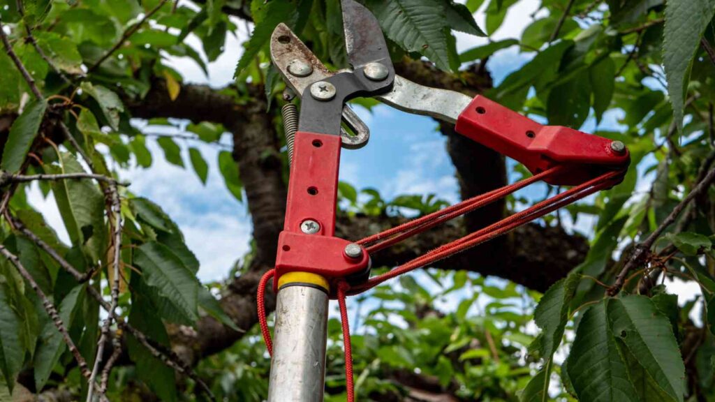 NABU Emsland/Grafschaft Bentheim bietet Obstbaumschnittkurs für Anfänger an