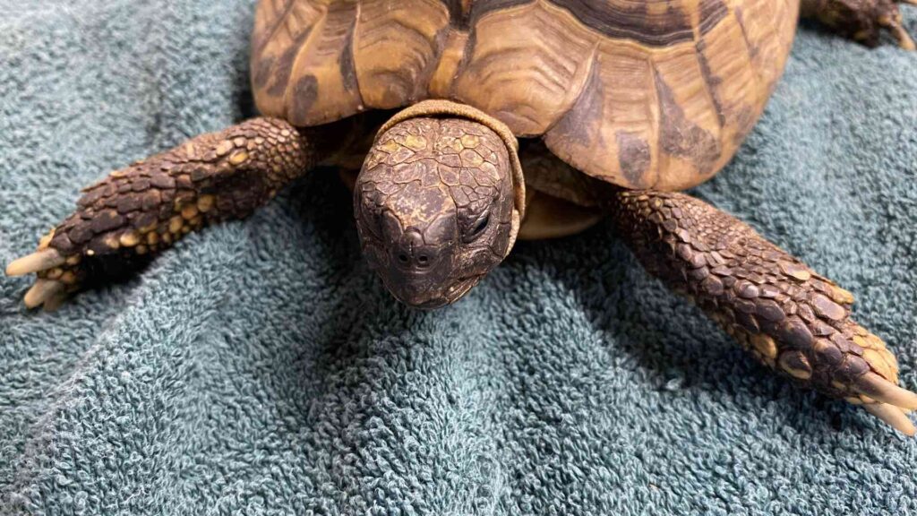 Kostenlose Waldführung und tierischer Fund: Schildkröte sucht Besitzer