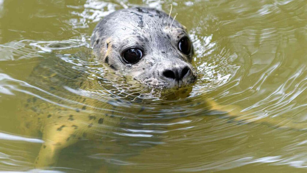 Jungtierboom im Nordhorner Tierpark: Seehundnachwuchs nach 11 Jahren Pause