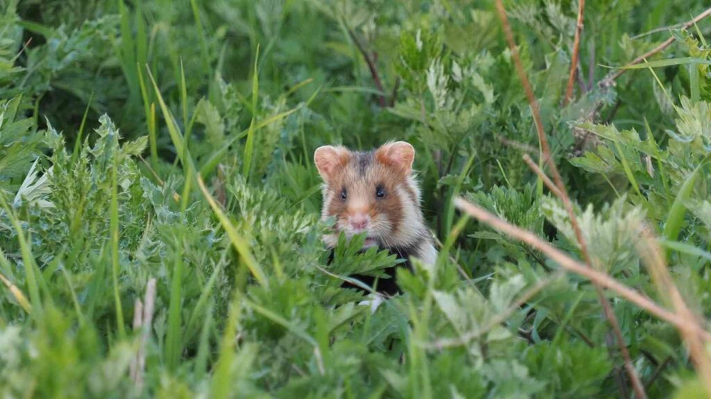 Neue Rote Listen: Jede dritte Säugetier- und jede vierte Heuschreckenart in Niedersachsen gefährdet