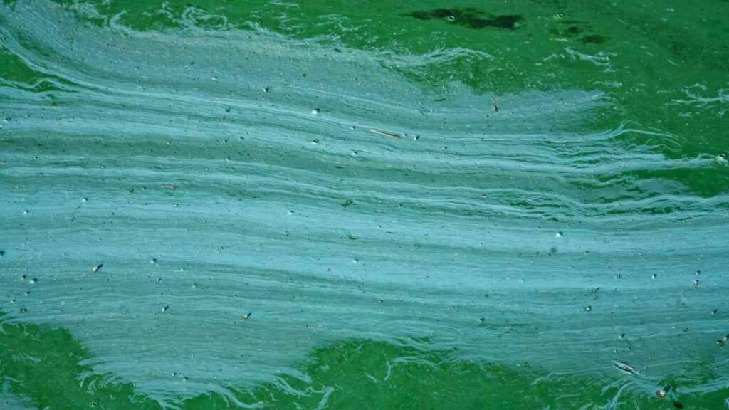 Sudfelder Badesee: Gemeinde warnt vor möglichem Blaualgenbefall