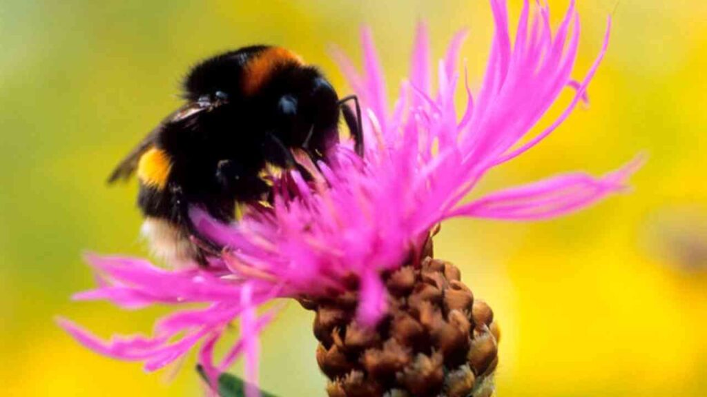 Heimische Gehölze für Naturgärten