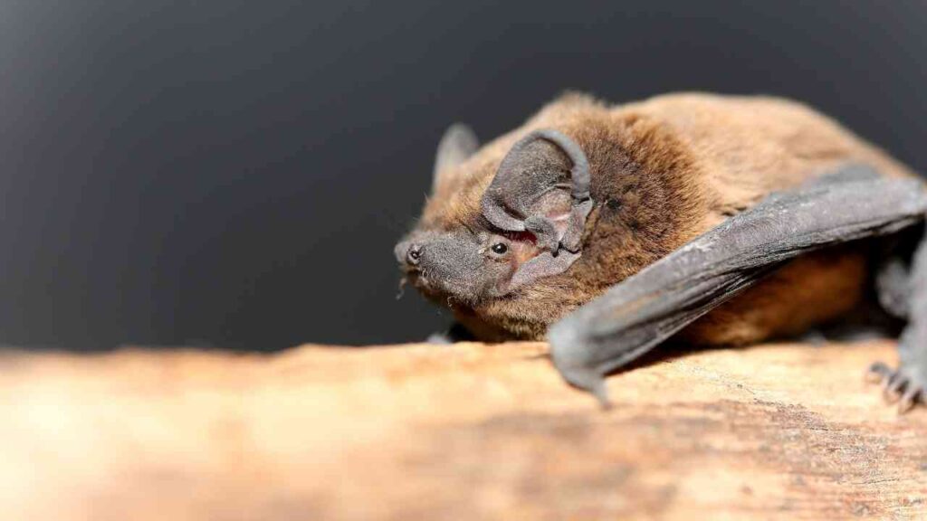 Batnight 2025: Fledermausnächte im Emsland und der Grafschaft Bentheim