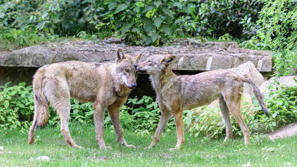 Wolfsgeschwister im Tierpark Nordhorn – Ove und Odine