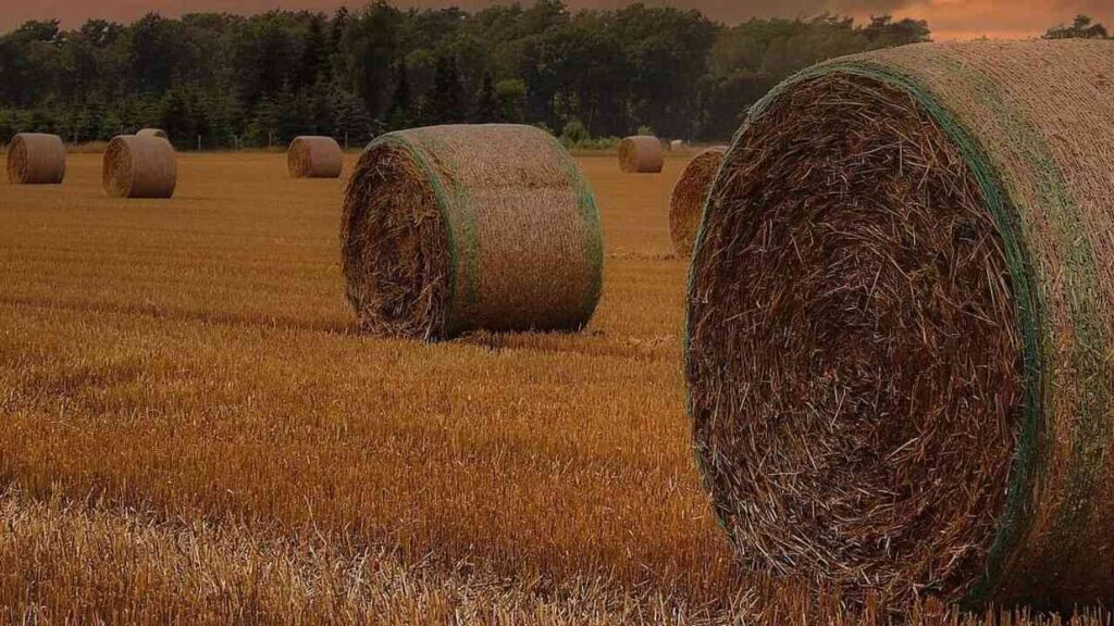 Bauernverband zieht Bilanz: Getreideernte 2025 bleibt trotz Zuwächsen eine Zitterpartie