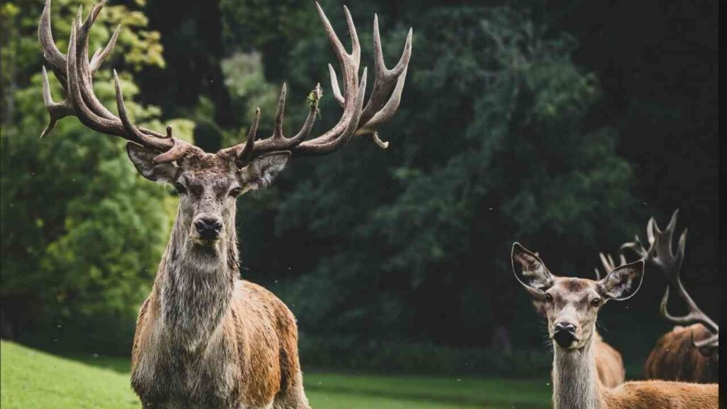 Majestätische Hirsche im Emsland: Wo man sie beobachten kann