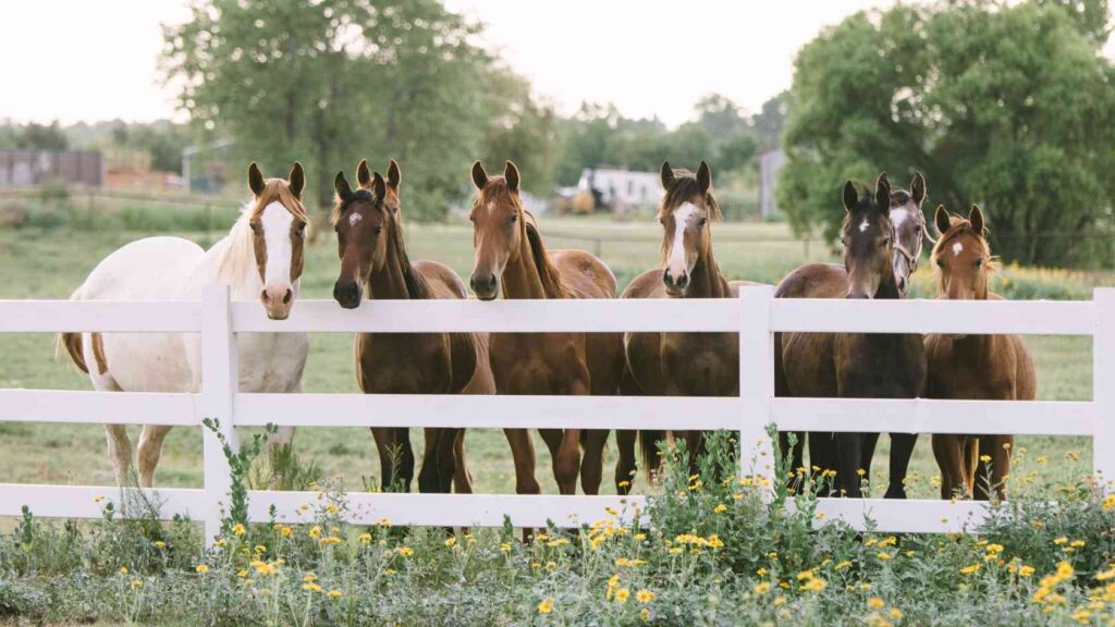 Wissen rund ums Pferd – von Haltung bis Reitersitz