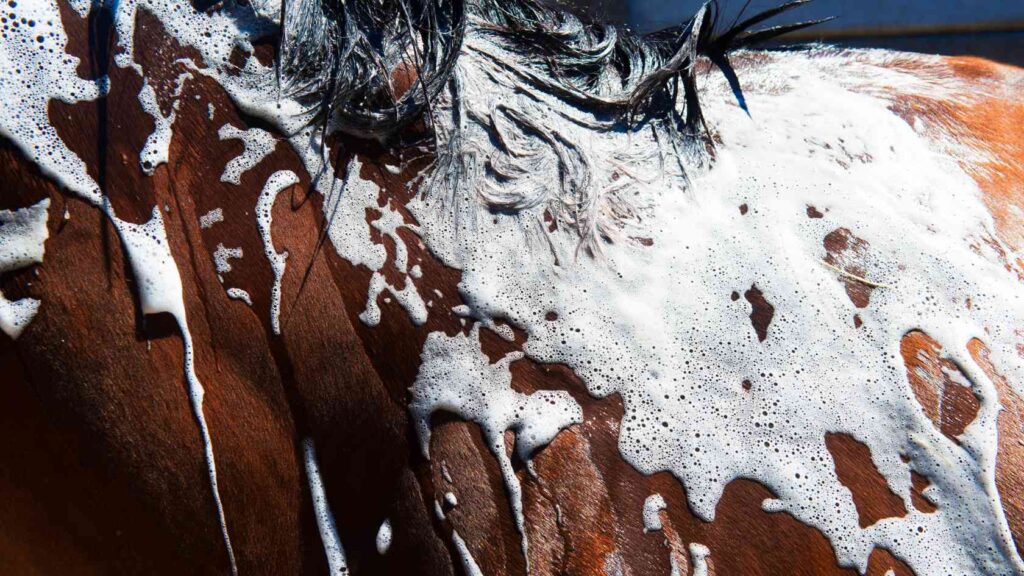 Pferdepflege im Sommer: So klappt das Waschen ohne Stress