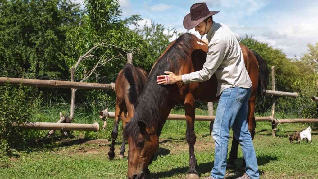 Online-Seminare im September: Pferdebiomechanik und individuelle Lösungen