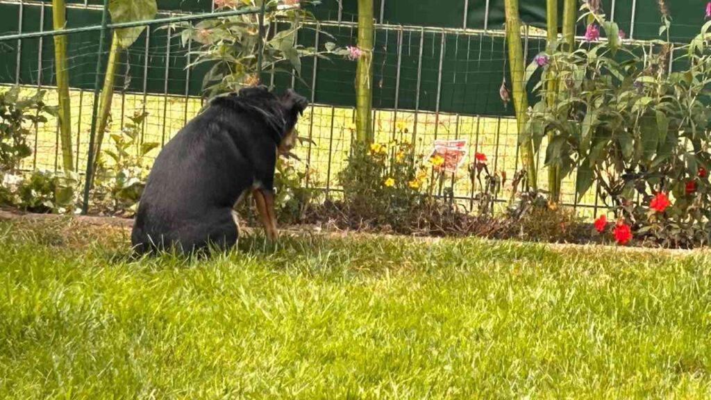 Santi, der spanische Katzenschreck