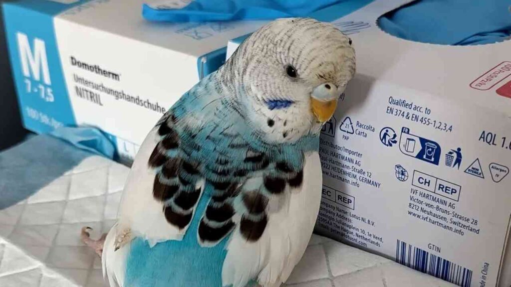 Verstümmelter Wellensittich in Wulfen-Barkenberg gefunden