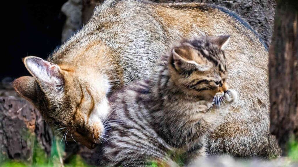 Wildkatzen-Nachwuchs Tierpark Nordhorn – Jungtier im Gehege