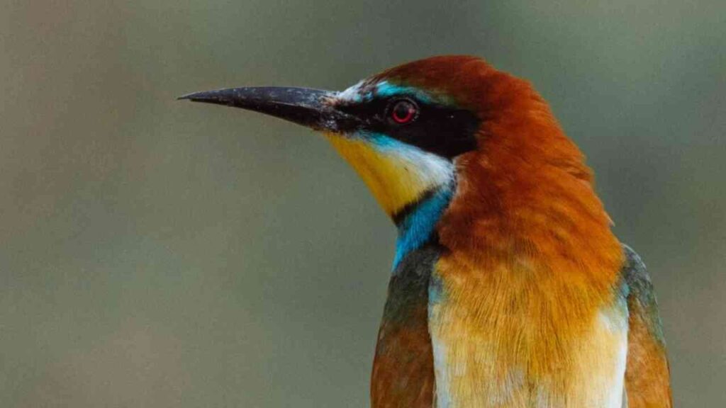 NABU-Reisen 2026: Naturerlebnisse abseits der Touristenpfade