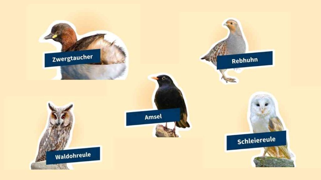 Fünf Vogelarten auf hellem Hintergrund: Zwergtaucher, Rebhuhn, Amsel, Waldohreule, Schleiereule.