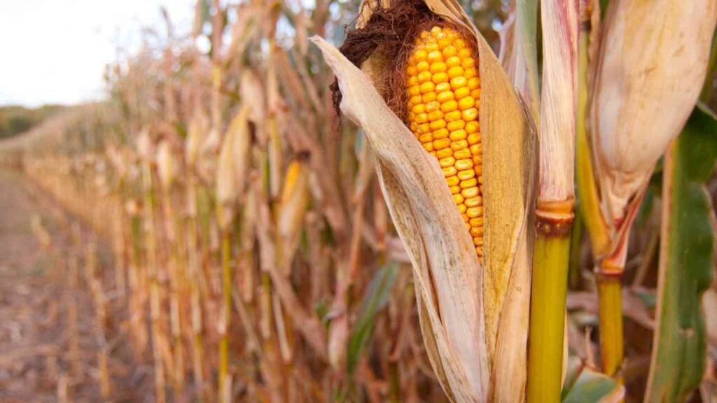 Beginn der Erntesaison in der Grafschaft Bentheim: Mehr Vorsicht im Straßenverkehr geboten