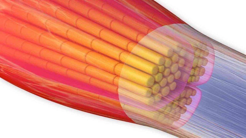 Illustration eines Muskelfaserbündels, das die detaillierte Struktur und die Fasern in Nahaufnahme zeigt.