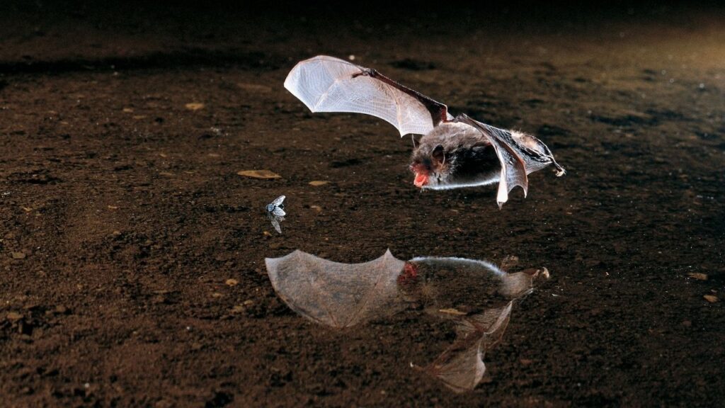 Fledermaus im Flug über Wasseroberfläche mit Reflexion, jagt Insekt in der Nacht.