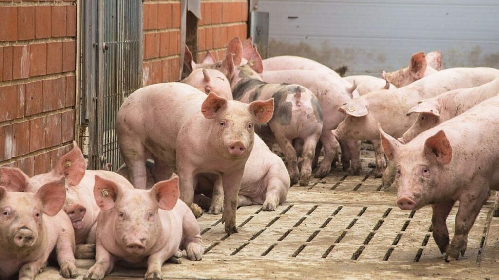 Schweine im Stall auf Spaltenboden, liegend und stehend, mit Backsteinwand im Hintergrund.