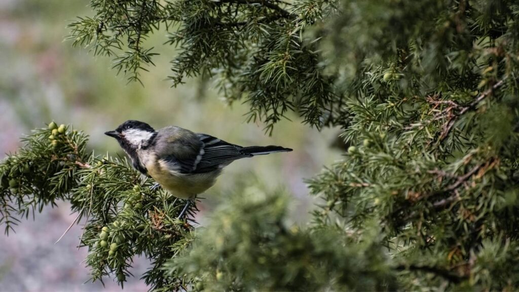 Kohlmeise auf einem Zweig in einem grünen Nadelbaum, mit unscharfem Hintergrund in natürlichem Setting.