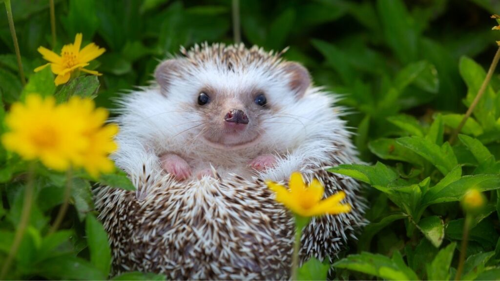 Igel in grüner Wiese mit gelben Blumen, neugierig blickend.