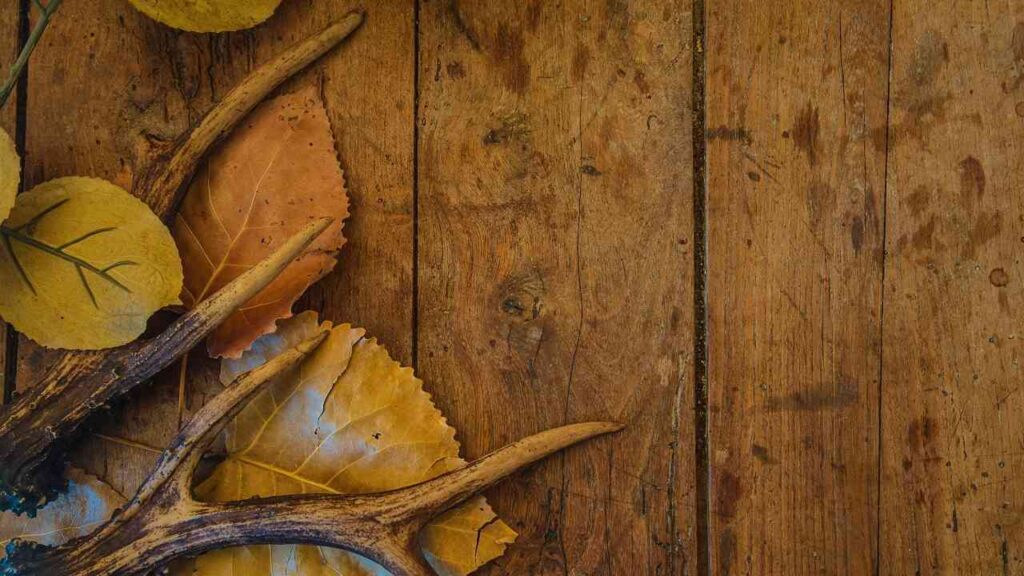 Herbstliche Szene mit trockenen Blättern und Geweih auf rustikalem Holzhintergrund. Perfekt für saisonale Dekorationen.