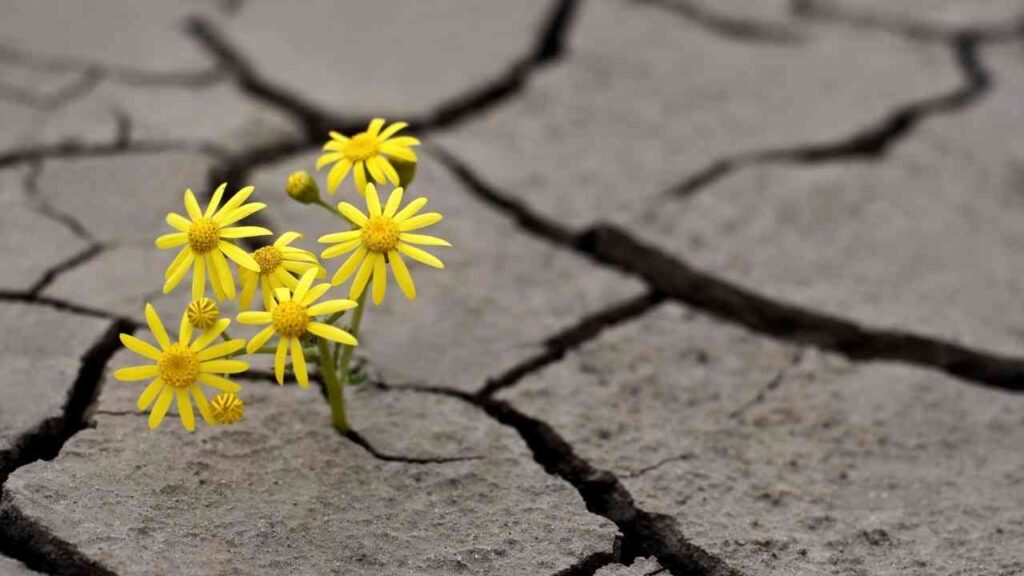 EU-Projekt SpongeWorks startet Umfrage zu Klimaextremen in der Vechte-Region