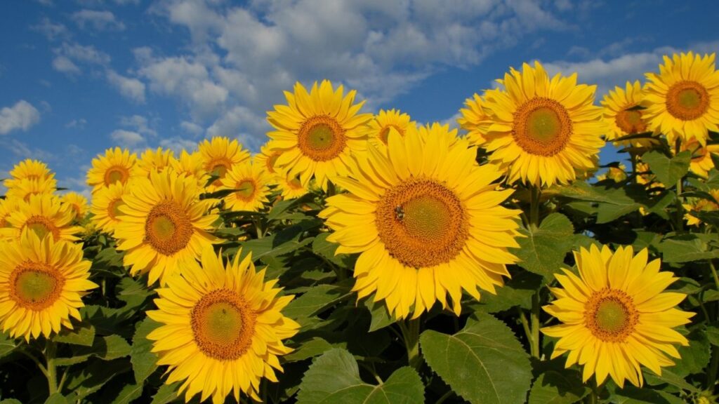 Sonnenblumenfeld unter blauem Himmel, strahlend gelbe Blüten und grüne Blätter bei Sonnenschein.
