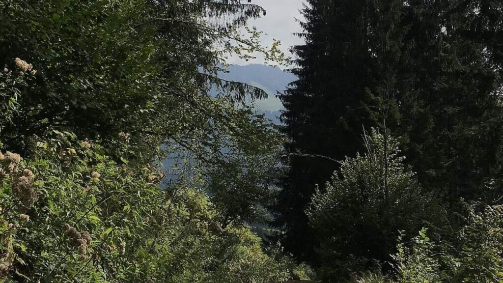 Dichter Wald mit Blick auf entfernte Berge im Hintergrund an einem bewölkten Tag.