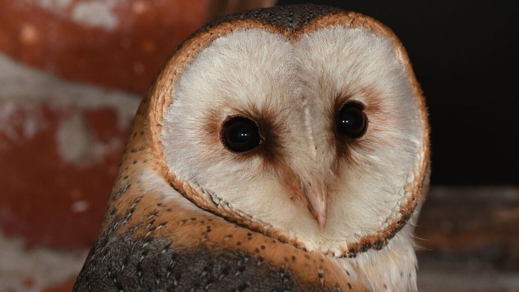 Schleiereule Nahaufnahme mit großen, dunklen Augen, braun-weißem Gefieder, vor unscharfem Hintergrund in natürlichen Farben.
