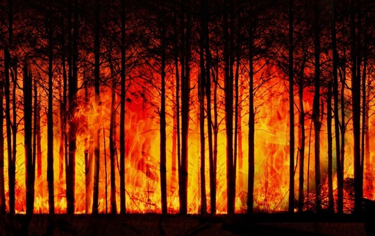 Waldbrand in dichtem Wald, Flammen lodern zwischen Bäumen, bedrohliche Naturkatastrophe, Umweltschutz wichtig.