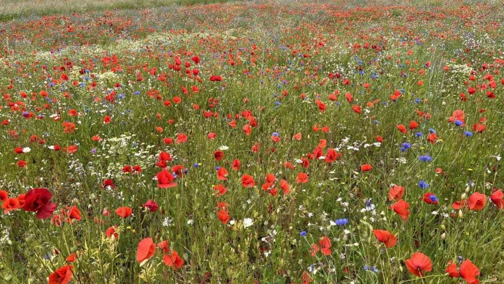 Grafschaft Bentheim fördert Blühflächen zur Stärkung der Artenvielfalt in der Landwirtschaft