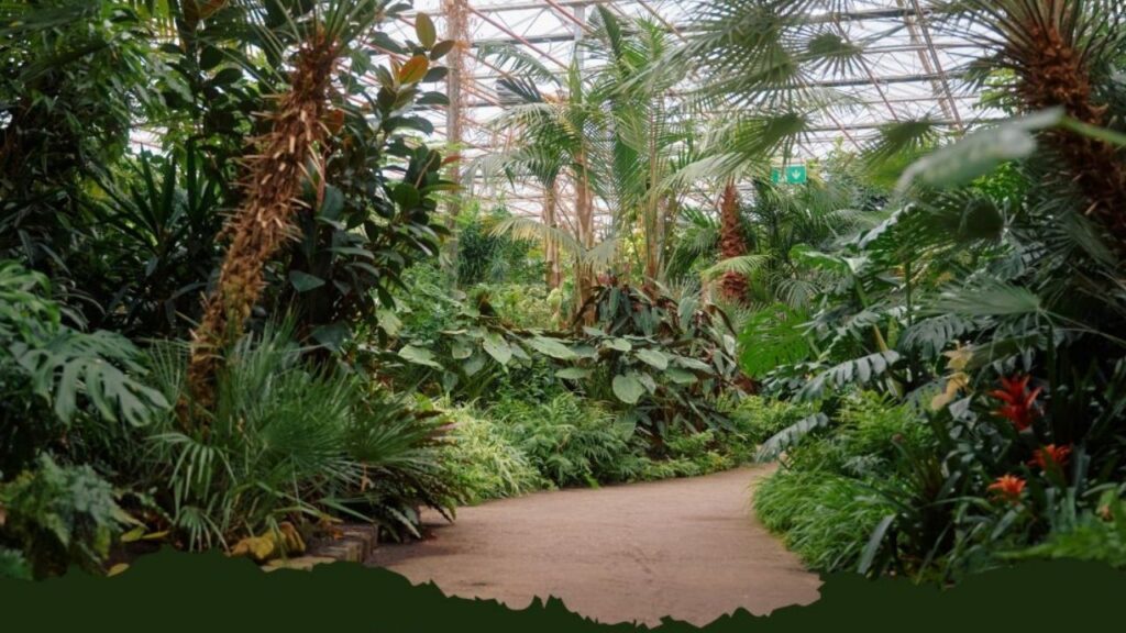 Üppige, tropische Pflanzen im Gewächshaus mit gewundenem Pfad, der durch dichte Vegetation führt.